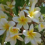 Apartament Nicholas Waves Lardos