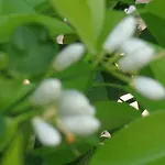 Nicholas Waves Lardos