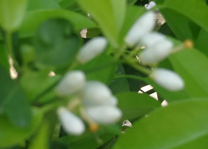 Nicholas Waves لاردوس