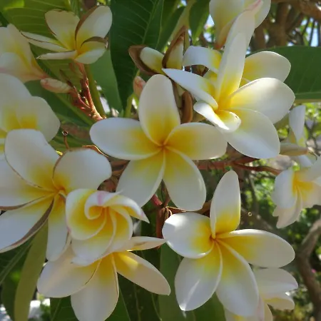 Daire Nicholas Waves Lardos