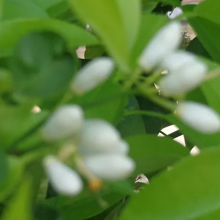 Nicholas Waves Lardos