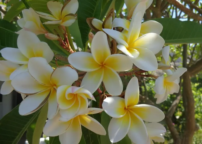 דירה Nicholas Waves לרדוס